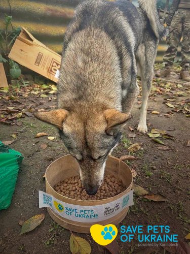 Фото 4 — Save Pets of Ukraine: нагодувати та зігріти чотирилапих у біді