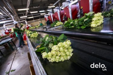Фото 6 — Какие цветы выгодно выращивать — особенности бизнеса от украинского производителя