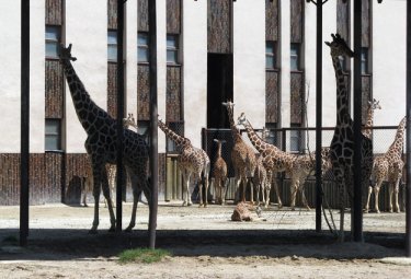 Фото 4 — Зоопарк в Двуре Краловем: африканское сафари в центре Европы