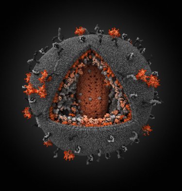 Фото 2 — Лучшей научной иллюстрацией стало фото вируса ВИЧ (ФОТО)