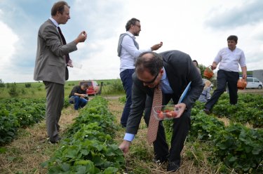 Фото 15 — Как компания Danone выращивает клубнику в Тернопольской области