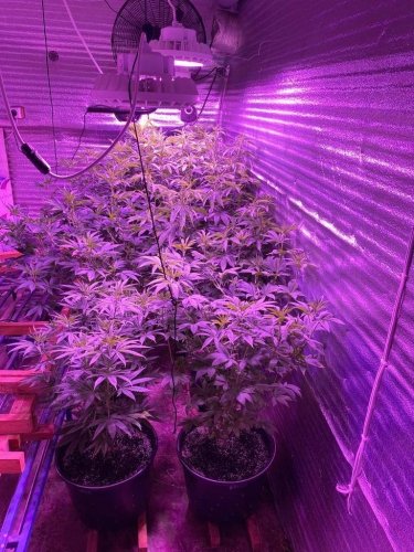 Фото 5 — Выращивали коноплю методом гидропоники: в Украине разоблачили производство наркотиков на индустриальном уровне (ВИДЕО)