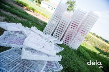 Фото 25 — Благодатная ферма: драйвит быть инноватором в выращивании органических ягод
