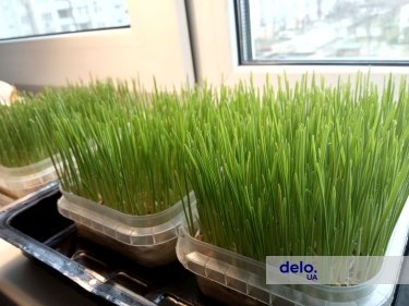 Фото 2 — Огород на подоконнике: как выращивать микрогрин для себя и стоит ли это превращать в бизнес