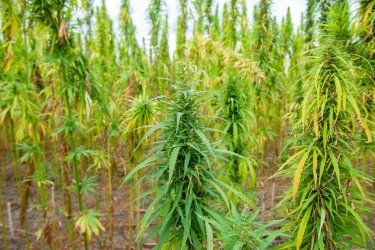 Фото 4 — Українські вчені вивели новий сорт конопель, який можна застосовувати для оборонних потреб