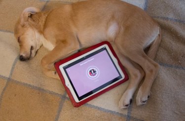 Фото 24 — Обзор Petcube: игрушка не для животных, а для людей