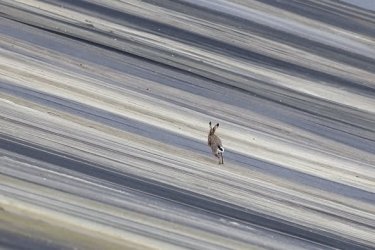 Фото 5 — Парк замість сміттєзвалища. На Грибовицькому полігоні завершено перший етап рекультивації за євростандартами