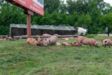 Фото 3 — В Хмельницкой области перевернулся грузовик со свиньями: погибли десятки животных (ФОТО)