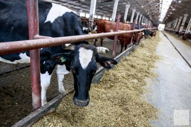 Фото 13 — HarvEast решил продавать не только молоко и зерно, но и коров
