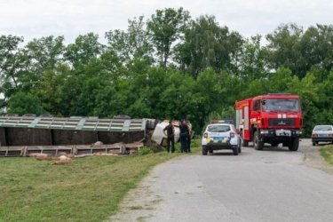 Фото 2 — В Хмельницкой области перевернулся грузовик со свиньями: погибли десятки животных (ФОТО)