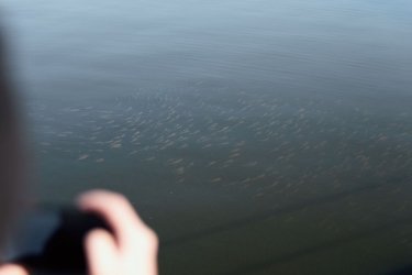 Фото 6 — Почти 67 тонн: в Украине началась кампания зарыбления водоемов (ФОТО)