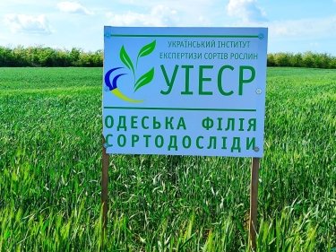 Фото 3 — В Одесской области засеяли первые экспериментальные поля хлопка (ФОТО)