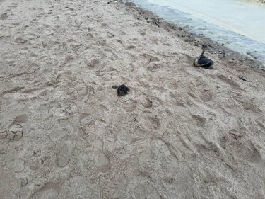 Фото 2 — На побережье Одессы обнаружили погибших птиц и пятна, похожие на нефтяные (ФОТО)