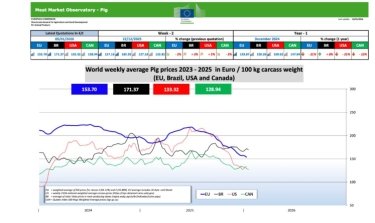Фото 3 — Закупівельні ціни на свиней живою вагою на 19-25 січня 2026