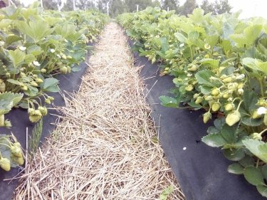 Фото 3 — ФайнаBerry: агротуризм — це цікаво для міських жителів, що виросли "на асфальті"