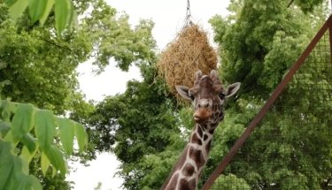 Фото 9 — В Киеве спустя три года вновь заработал зоопарк (ФОТО, ВИДЕО)