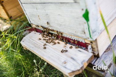 Фото 31 — Благодатная ферма: драйвит быть инноватором в выращивании органических ягод