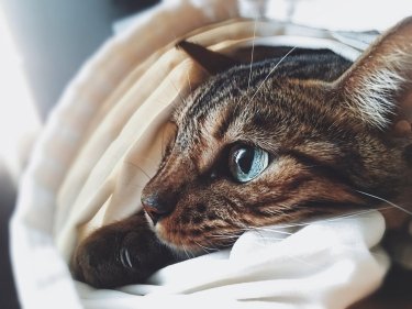 Фото 2 — Огляд сухого корму для котів Optimeal Beauty: новинка в холістик раціонах