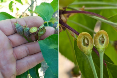 Фото 2 — Через заморозки урожай яблук в Україні буде нижчим на 10-20% - експерт