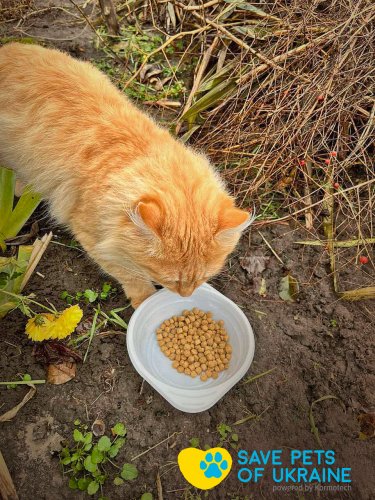 Фото 3 — Save Pets of Ukraine: нагодувати та зігріти чотирилапих у біді