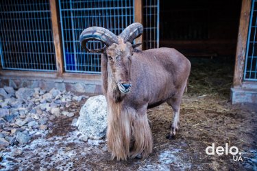 Фото 4 — Пять лет спустя. Как живет бывшая резиденция Януковича сегодня