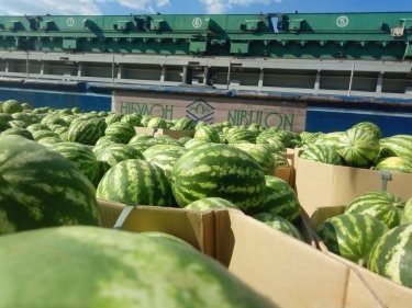 Фото 4 — В Киев снова отправляют баржу с херсонскими арбузами: прибудет ко Дню Независимости (ФОТО)