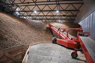 Фото 3 — Цены на картошку бьют рекорды: почему нельзя просто выращивать больше