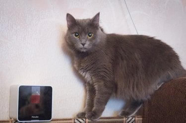 Фото 11 — Обзор Petcube: игрушка не для животных, а для людей