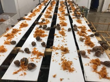 Фото 3 — МСБ vs коронакризис: с чего начать изменения — владелец улиточной фермы и эксперт от OLX