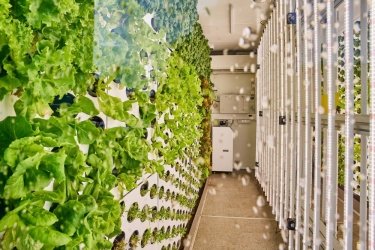 Фото 2 — В супермаркетах Varus начали продавать зелень с первой в Украине вертикальной фермы (ФОТО)