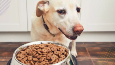 Фото 2 — Як вибрати корм для собаки