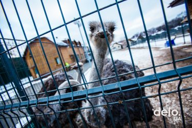 Фото 6 — Пять лет спустя. Как живет бывшая резиденция Януковича сегодня