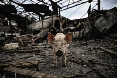 Фото 3 — "З початку війни промисловий сектор втратив уже понад 300 тисяч свиней", - Оксана Юрченко, АСУ