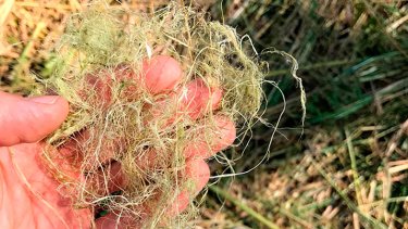 Фото 5 — Чому українське конопляне взуття Jo Hemp зацікавило покупців в Італії, Іспанії та США