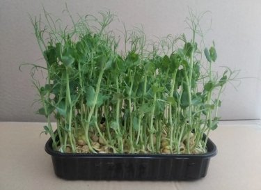 Фото 5 — Огород на подоконнике: как выращивать микрогрин для себя и стоит ли это превращать в бизнес