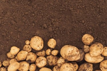 Фото 2 — Цены на картошку бьют рекорды: почему нельзя просто выращивать больше