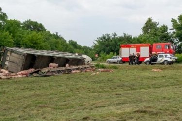 Фото 10 — В Хмельницкой области перевернулся грузовик со свиньями: погибли десятки животных (ФОТО)