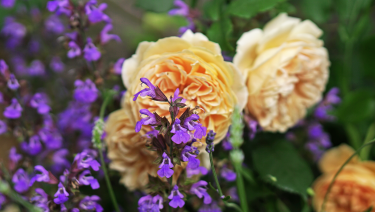 Фото 3 — От 101 розы к восторгу: сервис доставки цветов делает чудеса