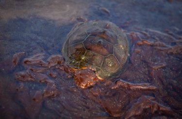 Фото 8 — Названы причины аварии на нефтяной вышке BP в Мексиканском заливе
