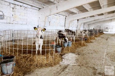 Фото 5 — HarvEast решил продавать не только молоко и зерно, но и коров