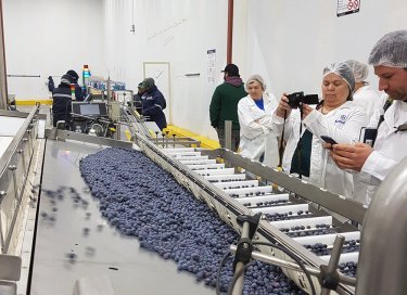 Фото 2 — Как построить ферму по выращиванию голубики и чему украинцам стоит поучиться у Чили