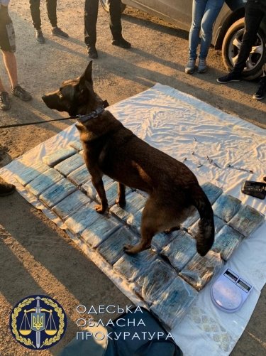 Фото 22 — В Одессе поймали трех членов Ндрангеты: пытались провезти 60 кг кокаина среди бананов