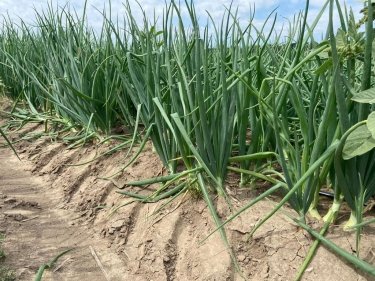 Фото 4 — Сколько тонн картофеля, лука, свеклы и моркови уже собрали аграрии (ФОТО)