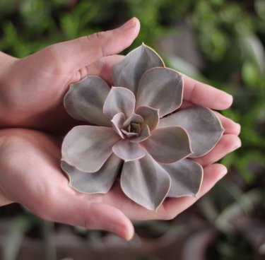 Фото 4 — Как зарабатывать на оформлении растений: опыт украинского бренда Roslynka