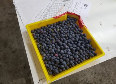 Фото 3 — Как построить ферму по выращиванию голубики и чему украинцам стоит поучиться у Чили