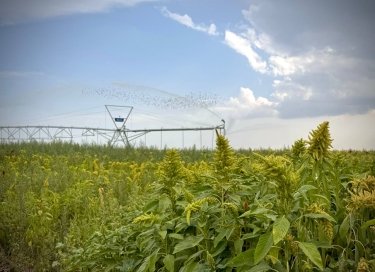 Фото 7 — На Одещині вирощують кукурудзу для попкорну на експорт (ФОТО)