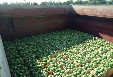 Фото 5 — В Киев снова отправляют баржу с херсонскими арбузами: прибудет ко Дню Независимости (ФОТО)