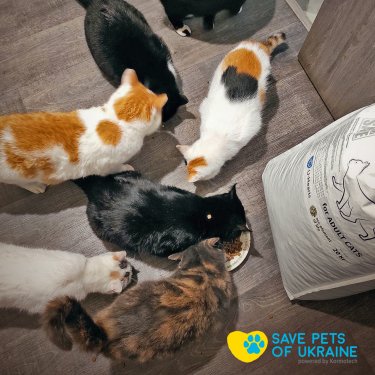 Фото 5 — Save Pets of Ukraine: нагодувати та зігріти чотирилапих у біді