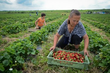 Фото 11 — Как компания Danone выращивает клубнику в Тернопольской области