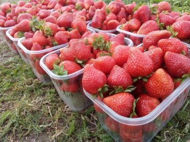 Фото 9 — ФайнаBerry: агротуризм — це цікаво для міських жителів, що виросли "на асфальті"